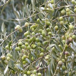 Oliveira disponível em vaso