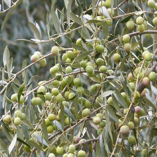 Oliveira disponível em vaso