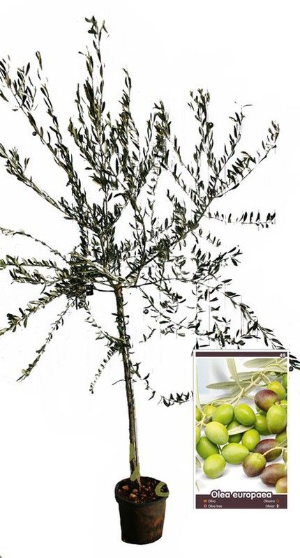 Oliveira disponível em vaso