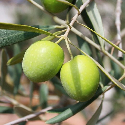 Oliveira disponível em vaso