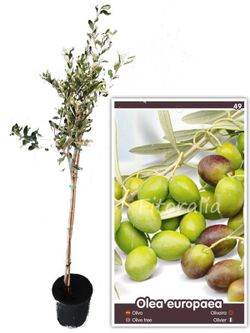 Oliveira disponível em vaso