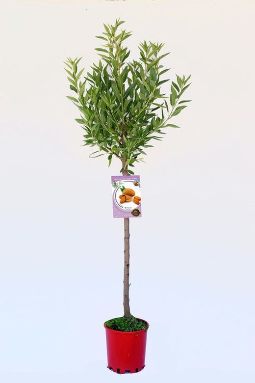 Árbol frutal almendro guara prunus dulcil