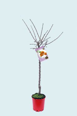Árbol frutal almendro guara prunus dulcil