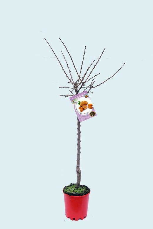 Árbol frutal almendro guara prunus dulcil