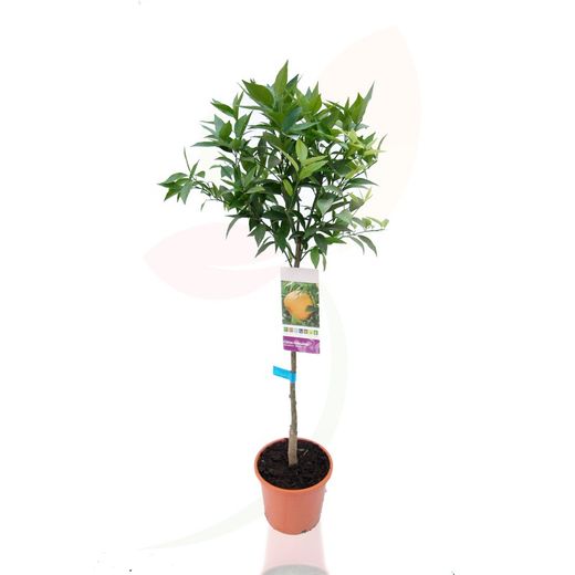 Mandarin fruit tree - Citrus reticulata