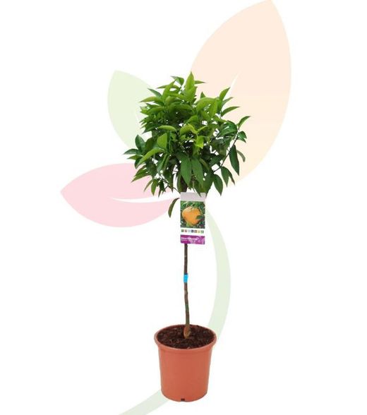 Ãrvore de fruta tangerina - Citrus reticulata