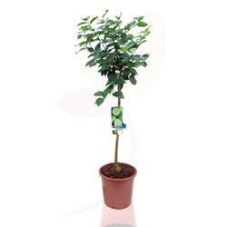Árbol lima - Citrus latifolia