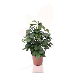 Árbol lima - Citrus latifolia