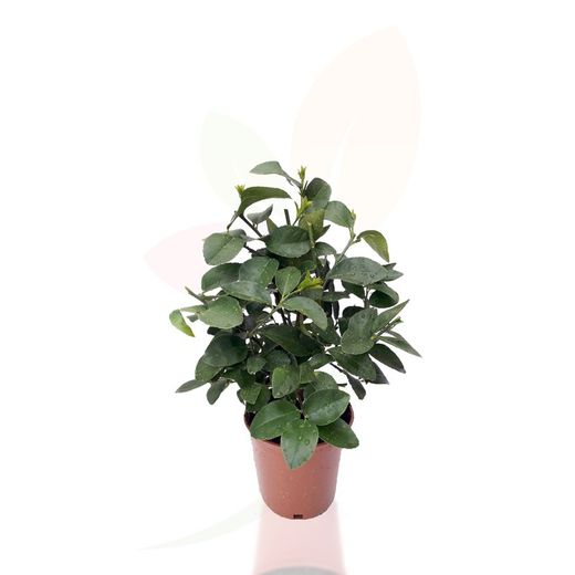 Árbol lima - Citrus latifolia