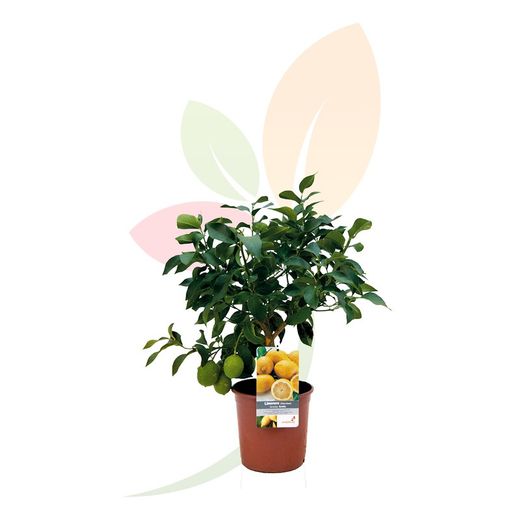Árbol limonero Citrus limón