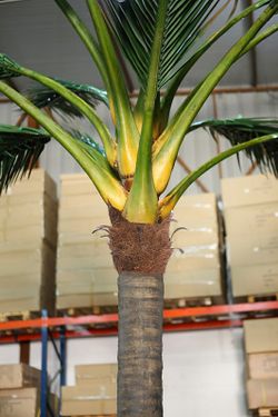 Arbre artificiel palmera noix de coco 510 cm
