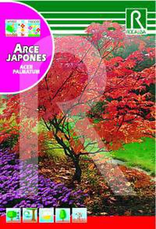 Arce japones acer palmatum