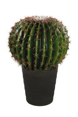 Cactus Barrel avec pot