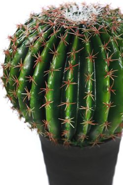 Cactus Barrel avec pot