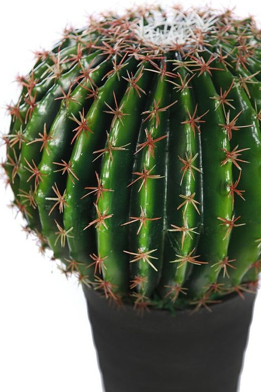 Cactus Barrel avec pot