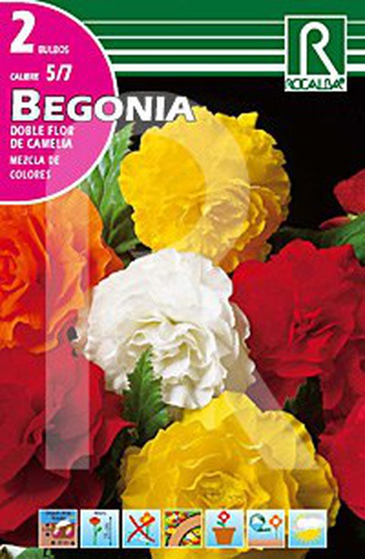 Begonia doble flor de camelia mezcla de colores — jardineriadelvalles
