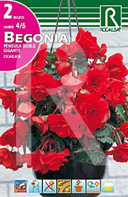Begonia scarlatta gigante a doppio pendolo