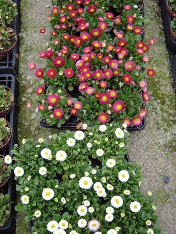 Bellis Perenis Colores Variados — Jardineriadelvalles