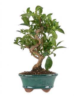 Bonsái 10 años Citrus llimencuat 42cm altura