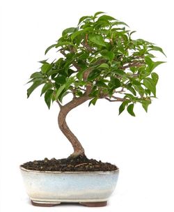 Bonsái Bouganvillea glabra