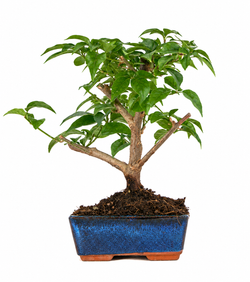 Bonsái Bouganvillea glabra
