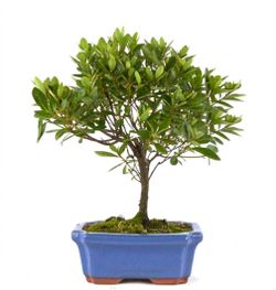 Bonsái 6 años Rhododendron indicum 30cm altura