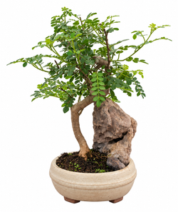 Bonsái 6 años Zanthoxylum piperitum 15cm Piedra