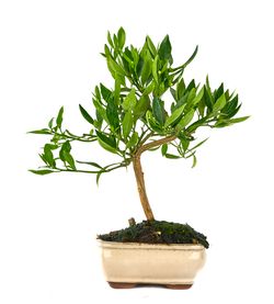 Bonsái 7 años Citrus llimencuat 14cm Bola S