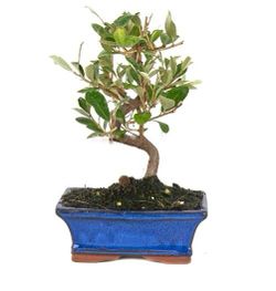 Bonsaï Elaeagnus sp. de 7 ans