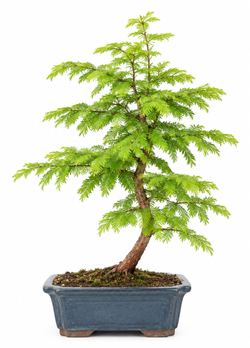 Bonsái 7 años Metasequoia glyptostroboides 15cm