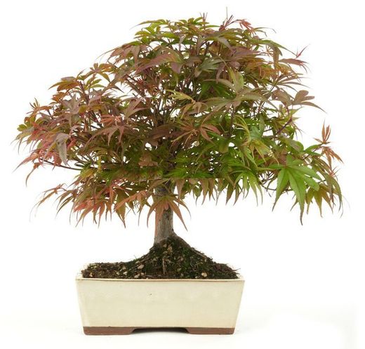 Bonsái Acer Palmatum. Arce japonés