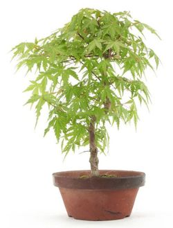 Bonsái Acer Palmatum. Arce japonés