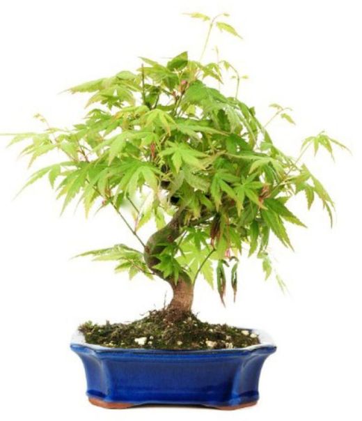 Bonsái Acer Palmatum. Arce japonés