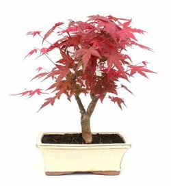 Bonsái Acer Palmatum. Arce japonés