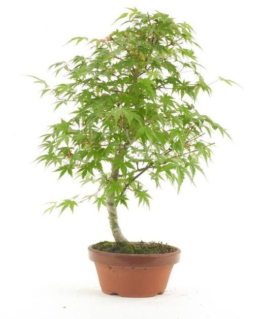 Bonsái Acer Palmatum. Arce japonés
