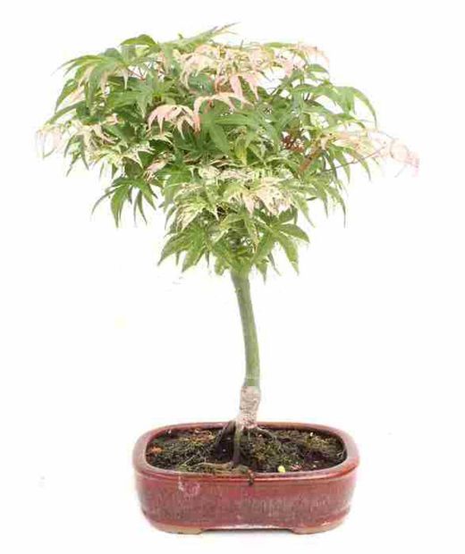 Bonsái Acer Palmatum. Arce japonés