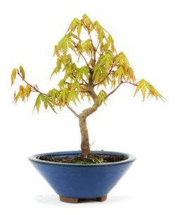Bonsái Acer Palmatum. Arce japonés