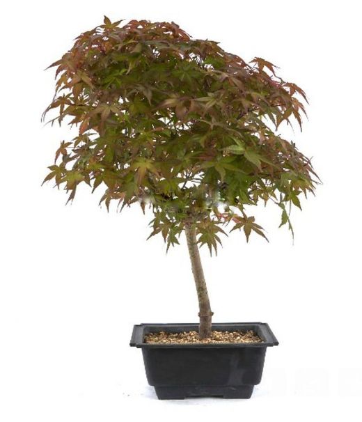 Bonsái Acer Palmatum. Arce japonés