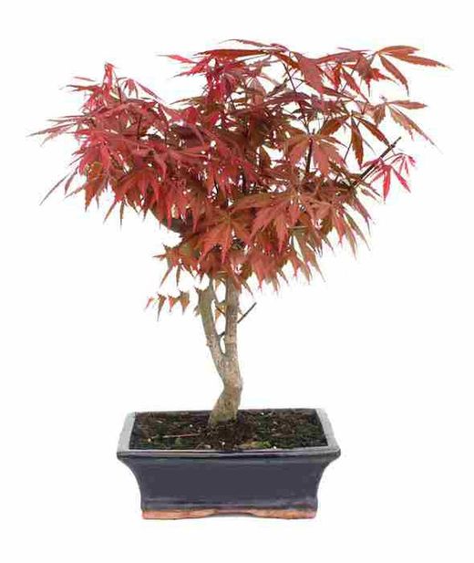 Bonsái Acer Palmatum. Arce japonés