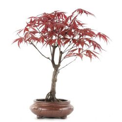 Bonsái Acer Palmatum. Arce japonés