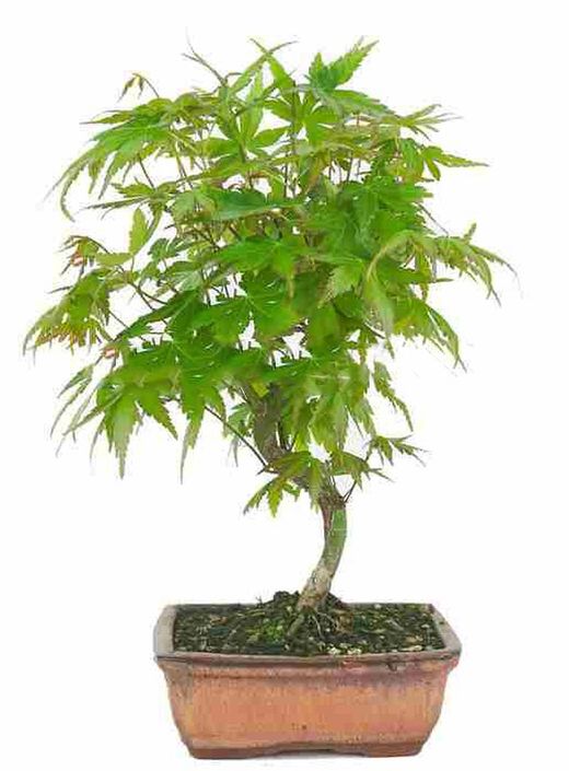 Bonsái Acer Palmatum. Arce japonés