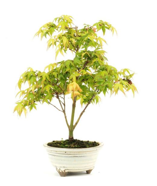 Bonsái Acer Palmatum. Arce japonés