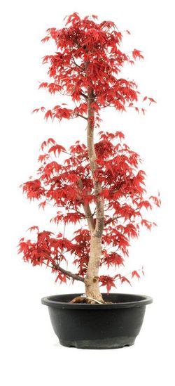 Bonsái Acer Palmatum. Arce japonés