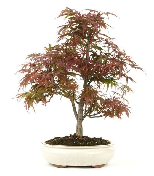 Bonsái Acer Palmatum. Arce japonés