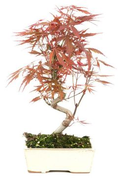 Bonsái Acer Palmatum. Arce japonés
