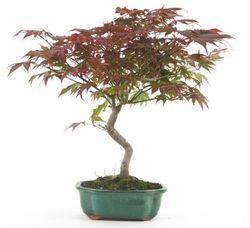 Bonsái Acer Palmatum. Arce japonés