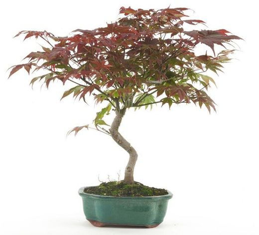 Bonsái Acer Palmatum. Arce japonés