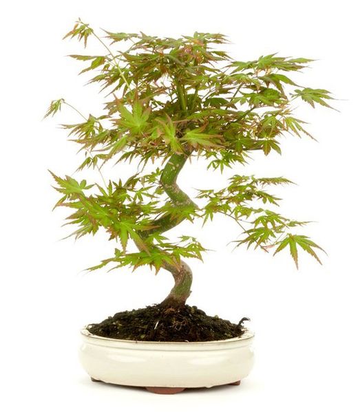 Bonsái Acer Palmatum. Arce japonés