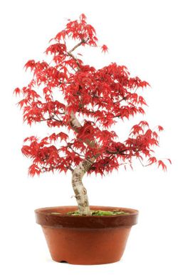 Bonsái Acer Palmatum. Arce japonés