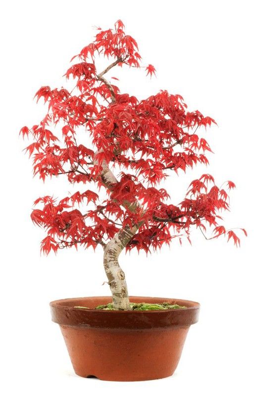 Bonsái Acer Palmatum. Arce japonés
